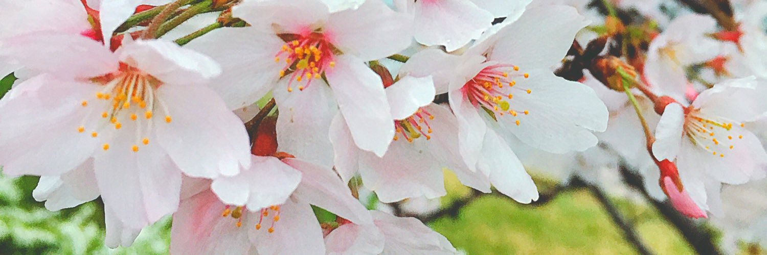 Haru_uka's profile banner image