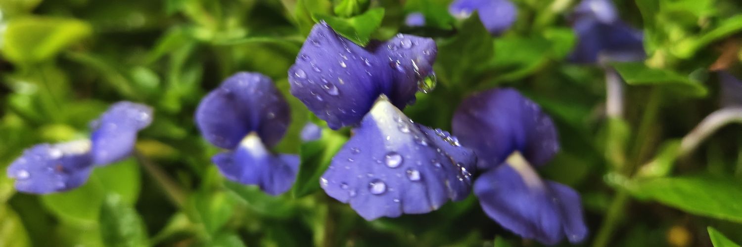 🏳️‍🌈Bee_28695🥀🥰🏳️‍🌈 banner