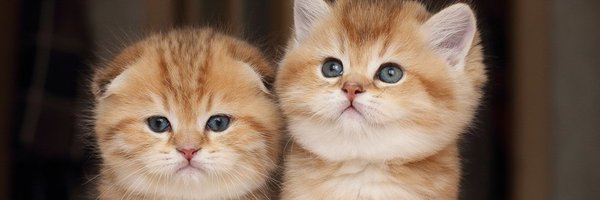 Greta69252493 Profile Banner