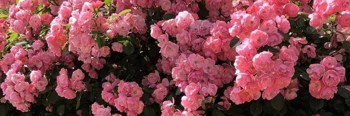 sunflover0's profile banner image