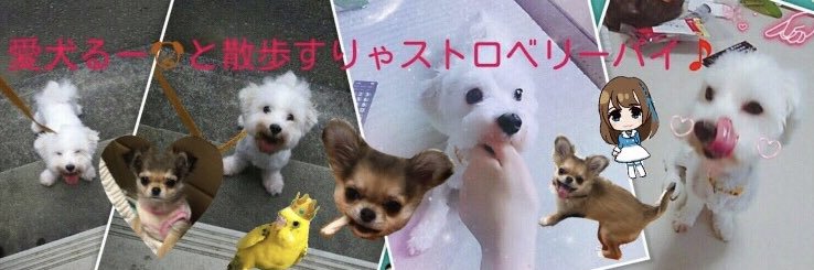 白石あんな 시라이시 안나🩵 banner
