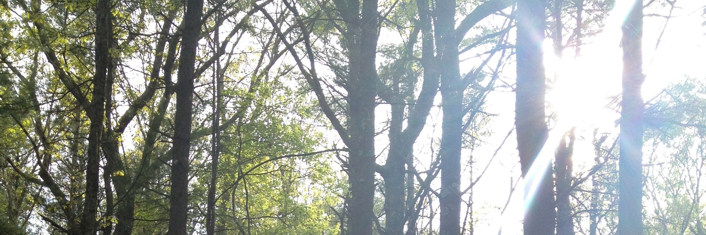 nancyfeth's profile banner image
