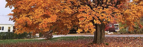 FoliageReport Profile Banner