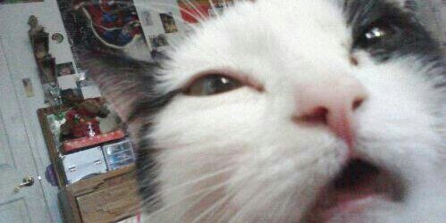 Mapesthegreat's profile banner image