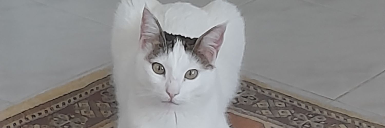 strabonck's profile banner image