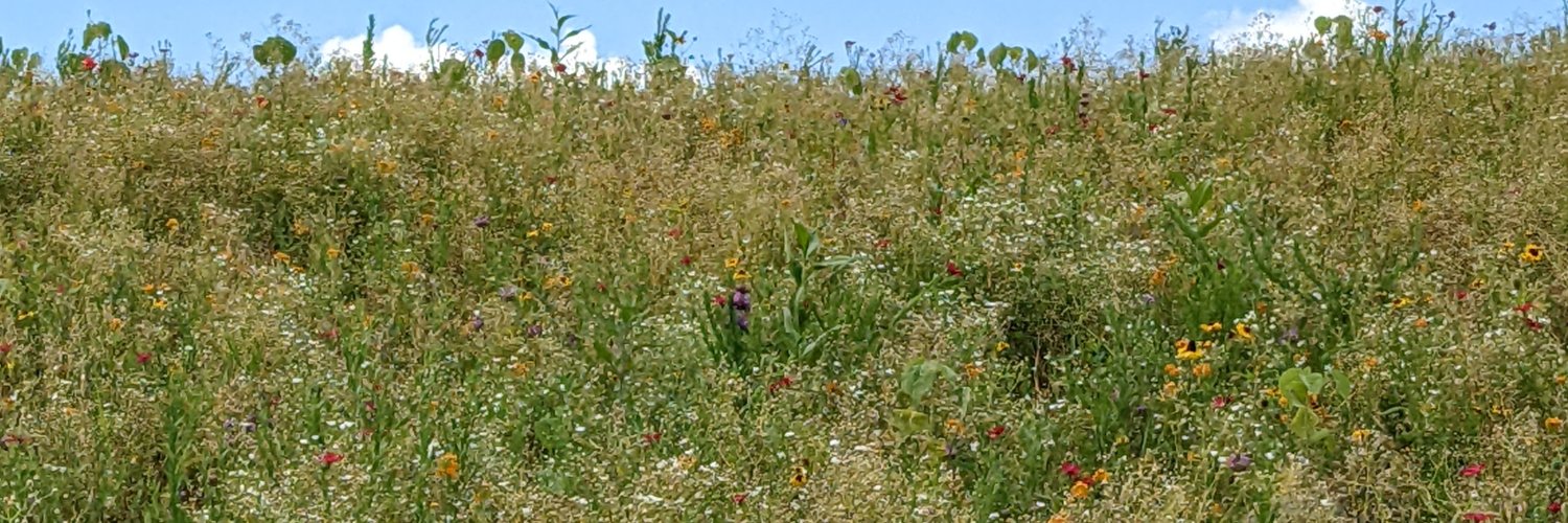 Celeste LeCompte banner