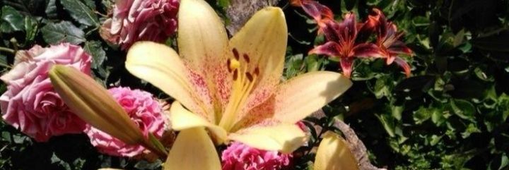 yangsudahbolehpulang banner