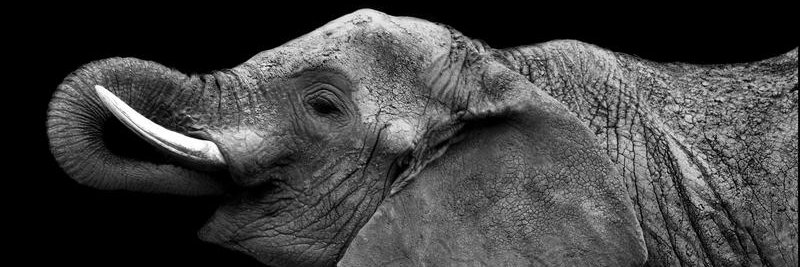 Hedging Delta banner