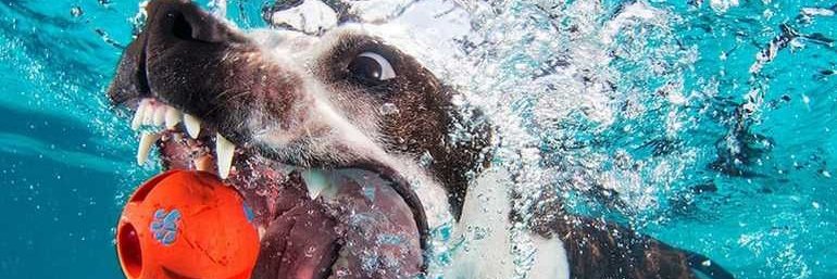 Ozzy 🐳 banner