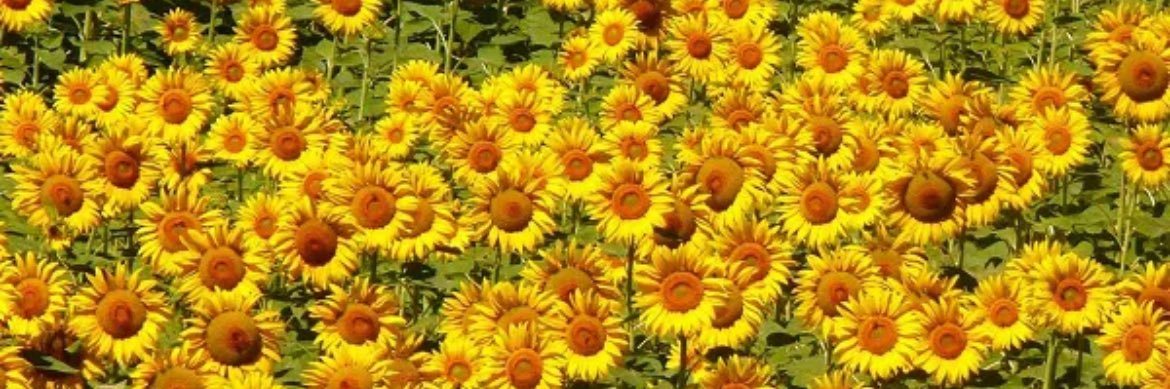 Catt 🇧🇷 banner