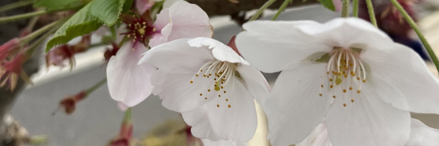 rinto0101745's profile banner image