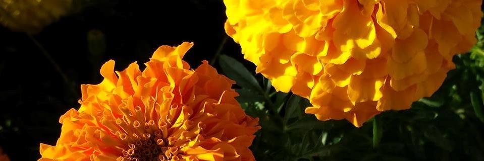ingarnacio's profile banner image