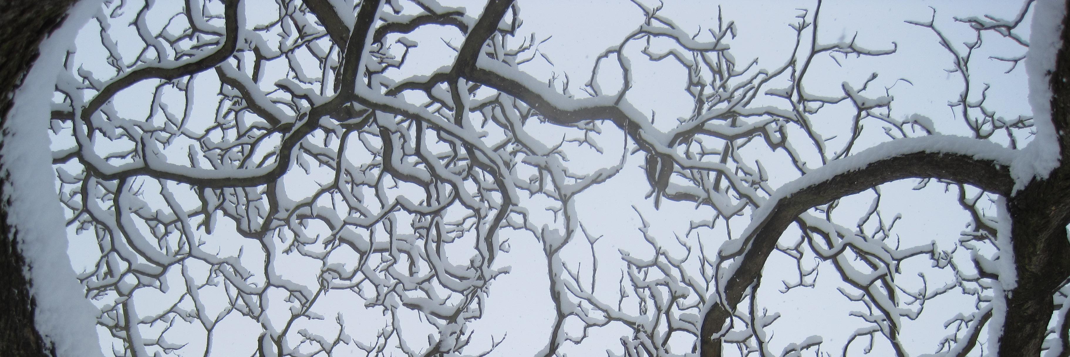 mcadobre's profile banner image