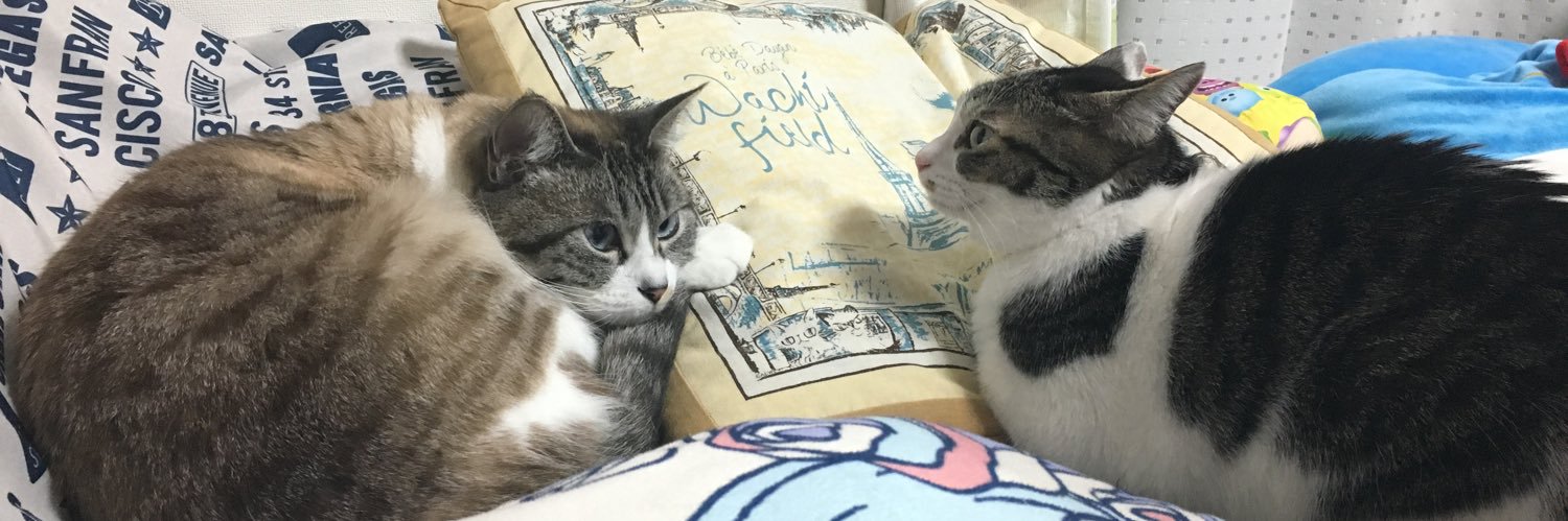 アンジーナ banner