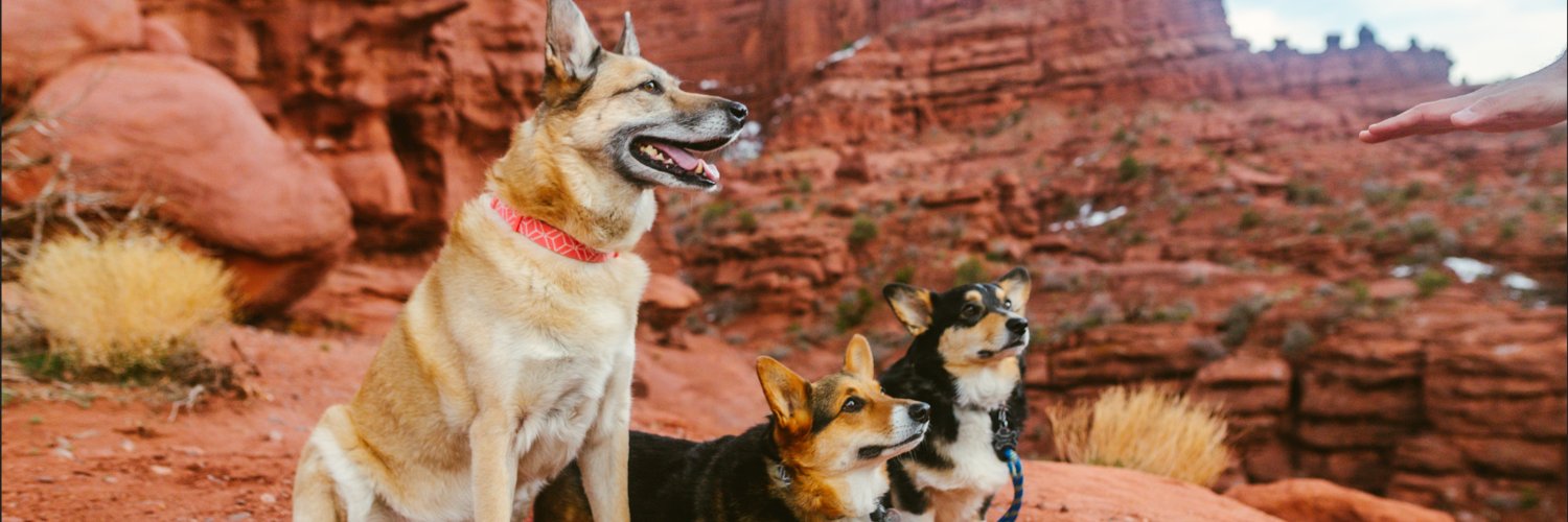 Professor_Ashley banner