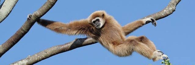 Monkey_exciting's profile banner image