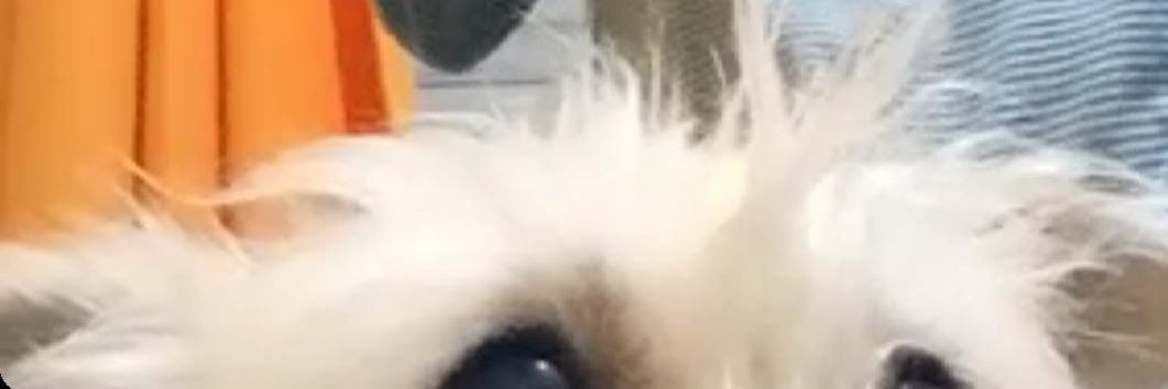 Elputisimocoli1's profile banner image