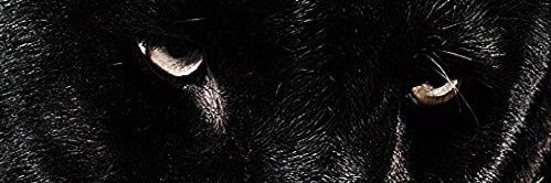 dzekovv's profile banner image