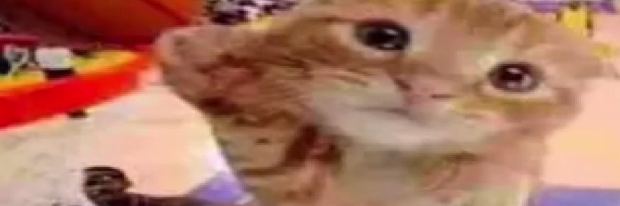 king melon banner