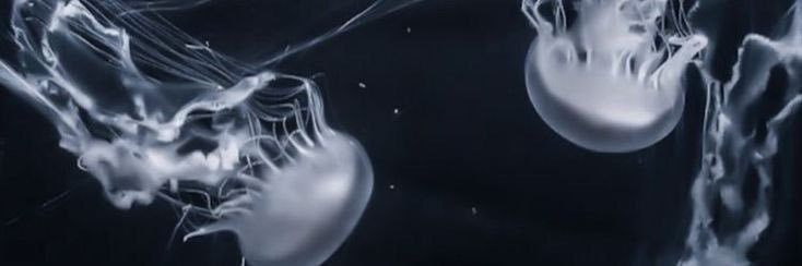 prisskz's profile banner image
