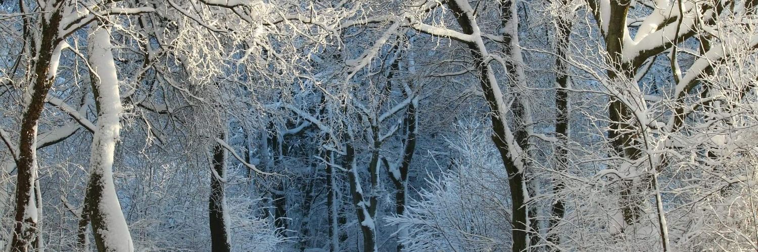 White_forest❄️ ☃️🌸 banner