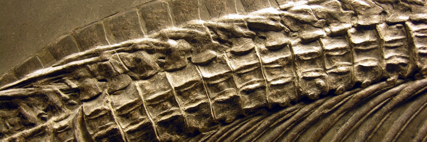 Found A Fossil banner