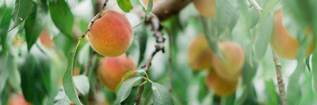 Georgia Peaches banner