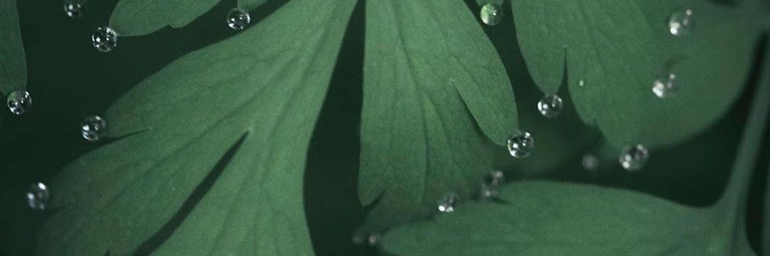 AlisonDolphin6's profile banner image
