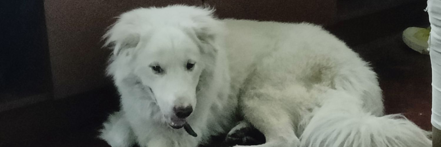 stake vip is only a display banner