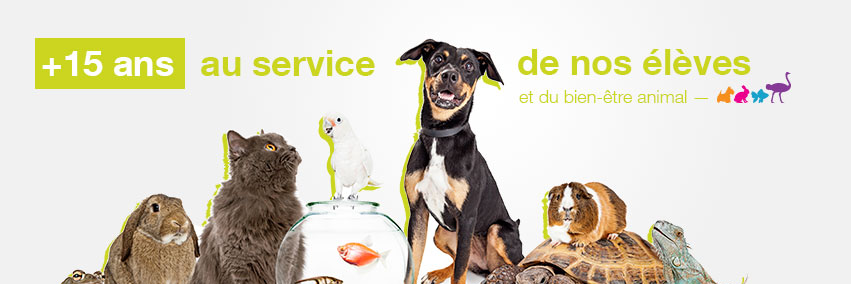 IFSA_Formations's profile banner image