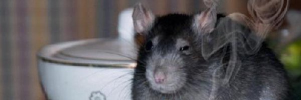 Selezth Profile Banner