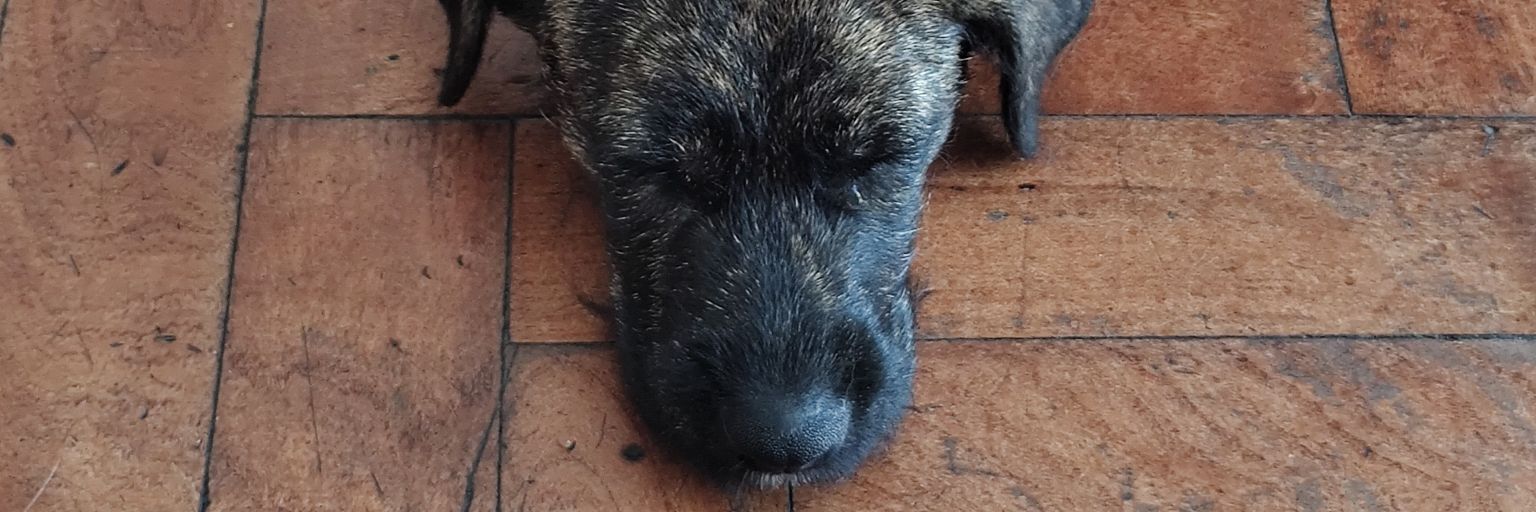 guidocanga's profile banner image