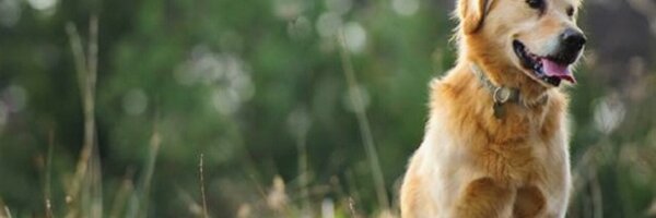 GldnRtvrsdotcom Profile Banner