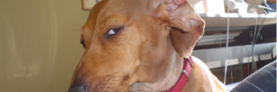 Hugotattentif's profile banner image