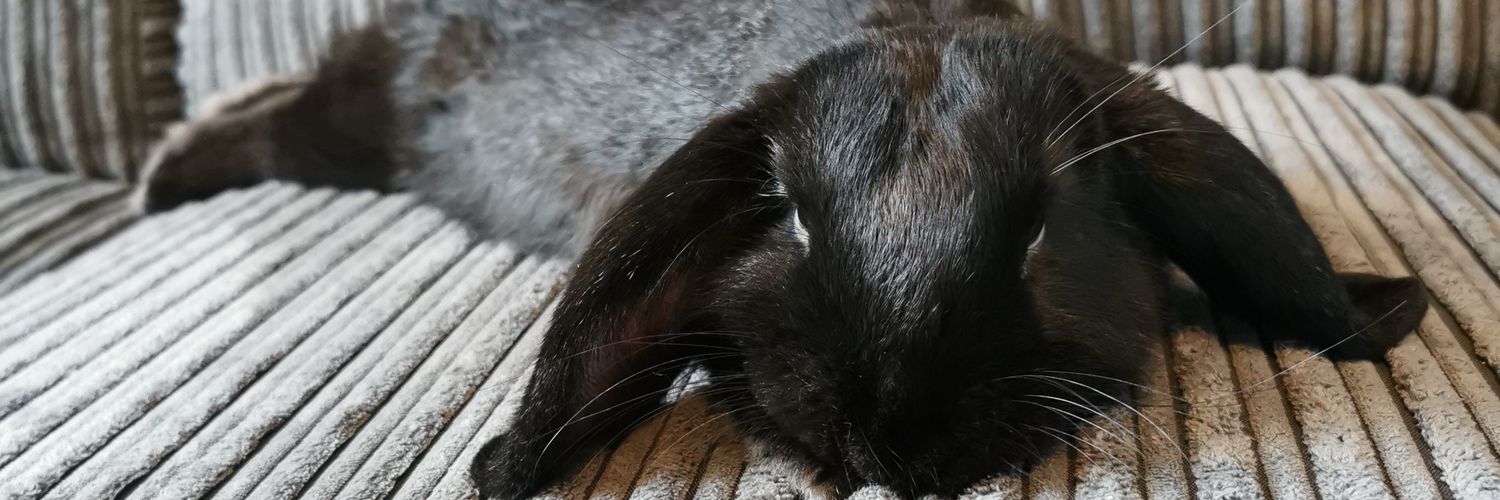 Josie_schofield's profile banner image