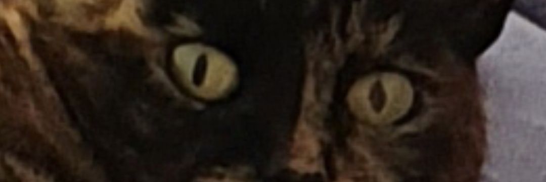 Angelo banner