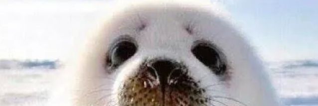 FlumpRider's profile banner image