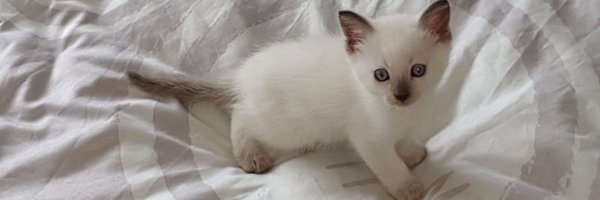 OlifaNT Profile Banner