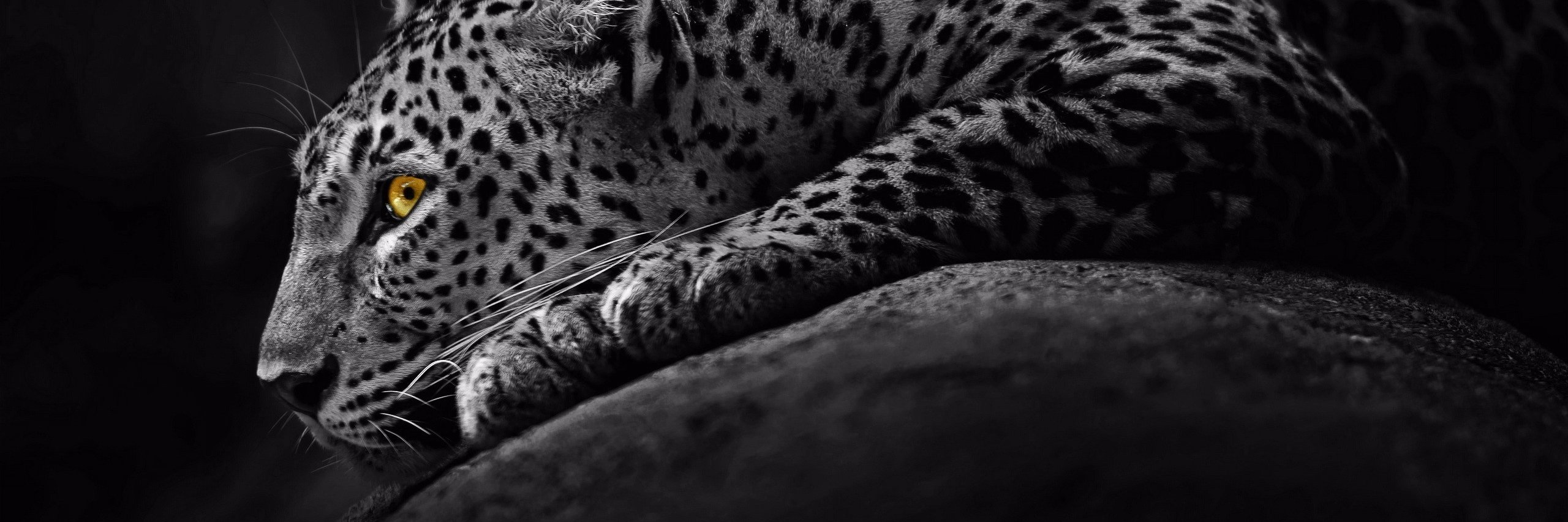 iambaskar's profile banner image