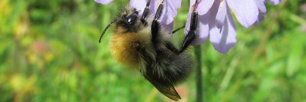 Jemima's Garden - Flower Seeds for Wildlife 🐝🦋🌱 Profile Banner