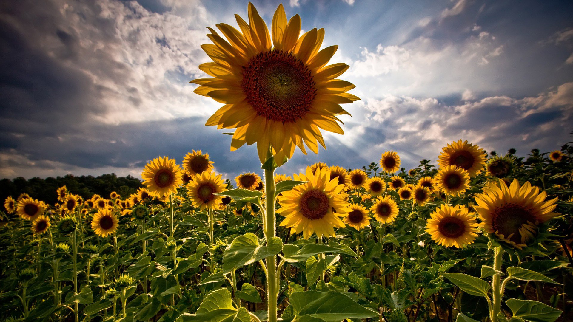 SunnyLoveFlower's profile banner image