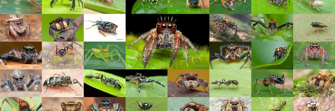 #TheSpiderHunter - Black History Is Important! banner