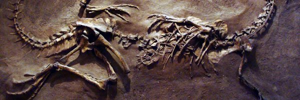 _zoxii Profile Banner