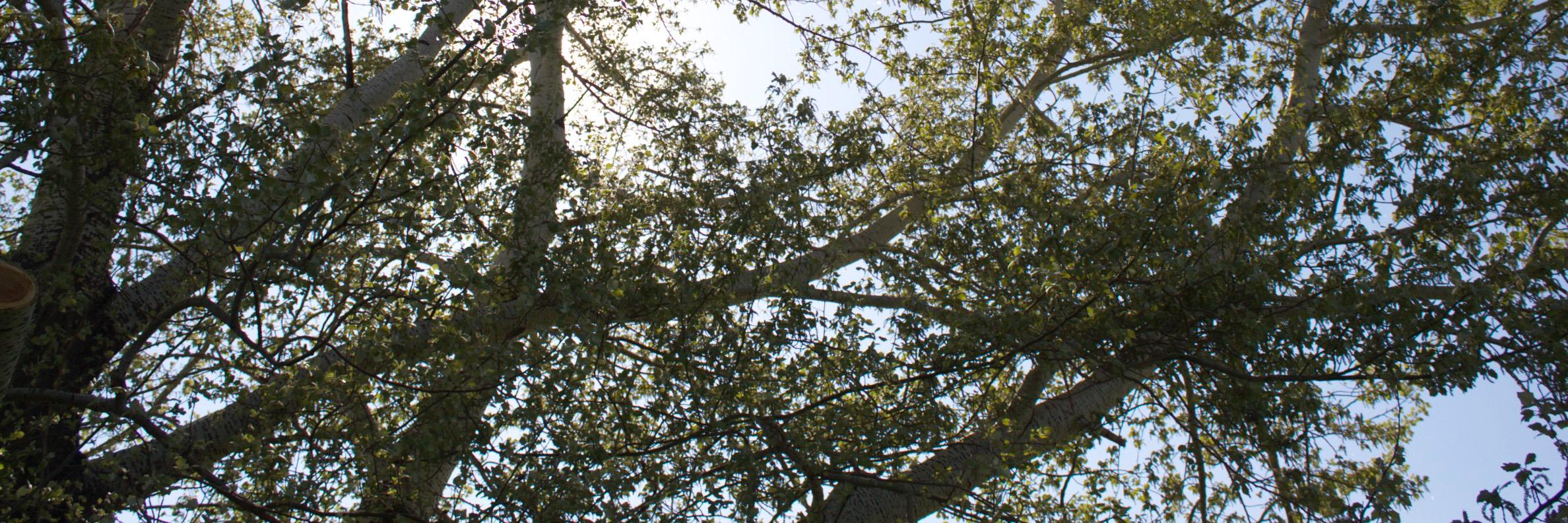 zefhous's profile banner image