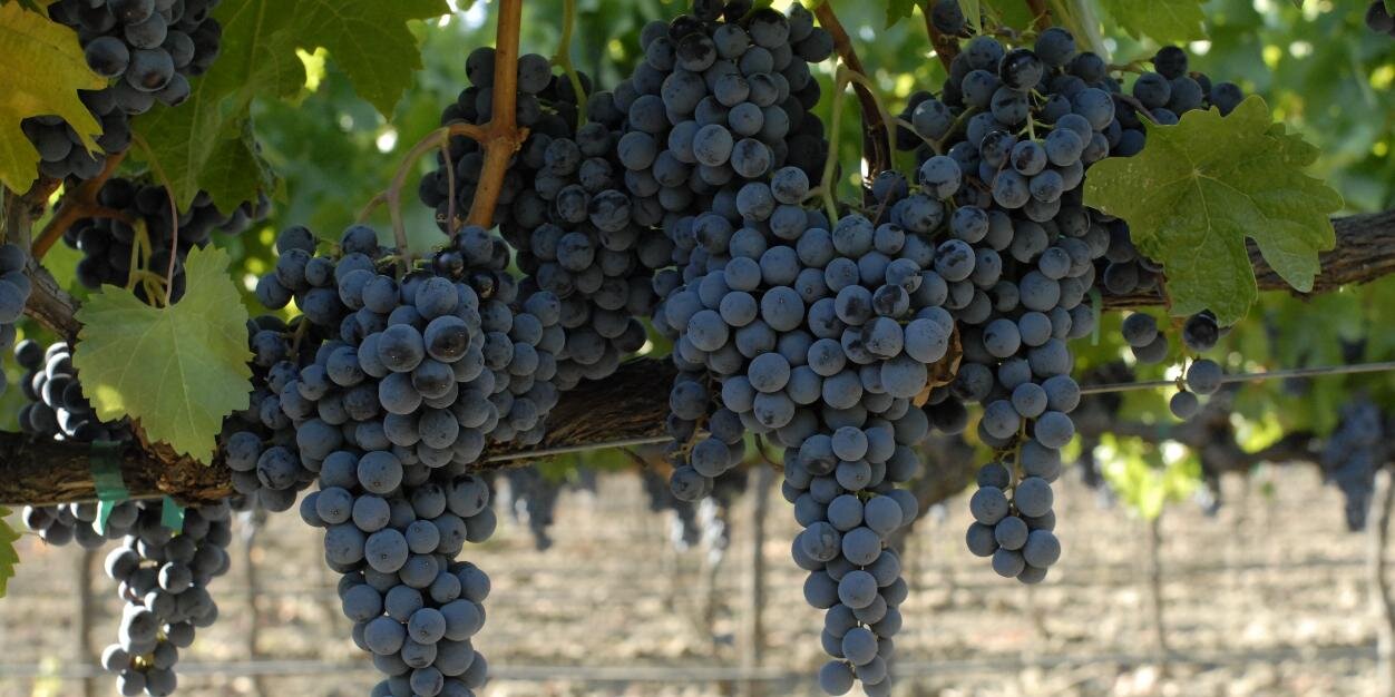 WinemakerTools's profile banner image