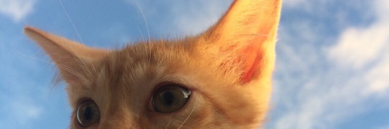 BecciRenata's profile banner image