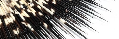 The Zen Sangoma 📿🧘🏾‍♀️ banner