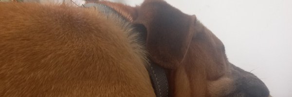 tommieharve Profile Banner