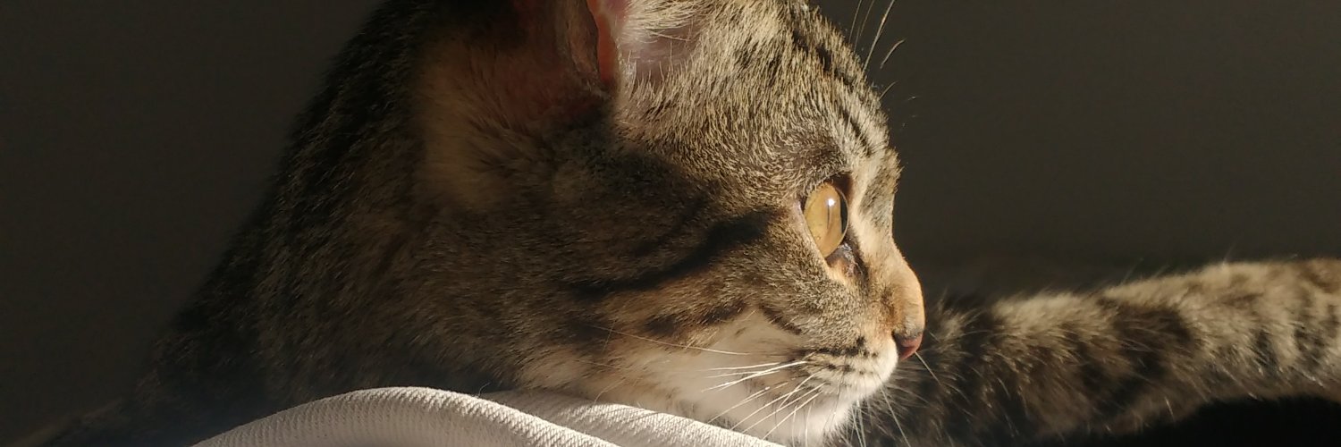 Nicolediazok's profile banner image