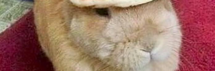 sylvibunn.mp4 banner